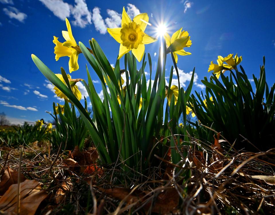 Many of the more than 25,000 daffodils planted in the Field of Daffodils at the New England Botanic Garden at Tower Hill are blooming early this year.