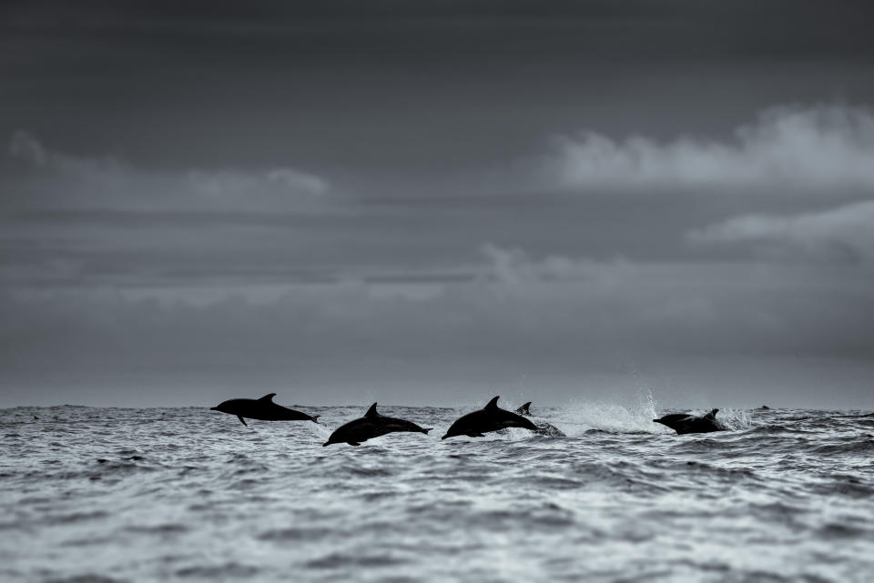 A pod of dolphins off the coast of Dingle, Co Kerry, Ireland. (Getty)