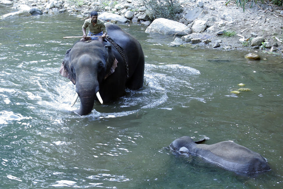 This May 27, 2020 photo shows a 15-year-old pregnant wild elephant floating in Velliyar River moments after it died in Palakkad district of Kerala state, India. Indian police on Friday arrested one person for causing the death of the elephant which chewed a pineapple stuffed with firecrackers that went off in its mouth in southern India. The female elephant couldn’t eat because of the injury in its mouth and it died in a river later in a forest in Pallakad area in southern Kerala state on May 27, said a state forest officer, Surendra Kumar. (AP Photo/Rajesh U Krishna)