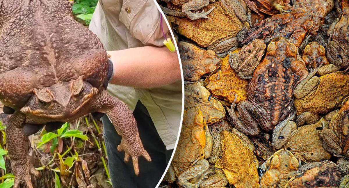 Warning To Sydney After Massive Cane Toad Discovery Get Used To It