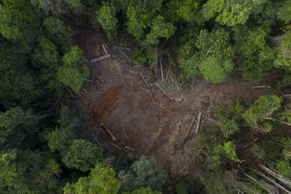 In this Nov. 22, 2019 photo, cut logs lie in an area opened by illegal loggers inside the Renascer Reserve in the Amazon rainforest in Prainha, Para state, Brazil. This area is known to have trees with high economic value such as ipe, jatoba and massaranduba. One of the biggest seizures of illegal timber in the Brazilian Amazon forest happened in this reserve in 2010. Those who live in the area complain that illegal logging is still happening. (AP Photo/Leo Correa)