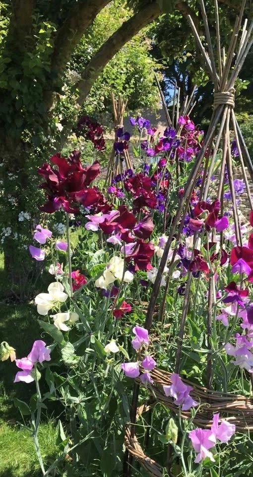 6) The Duchess of Gloucester: Sweet Peas