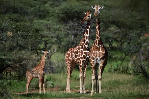 Six African nations are pushing to regulate the international trade in giraffes under the UN Convention on Trade in Endangered Species