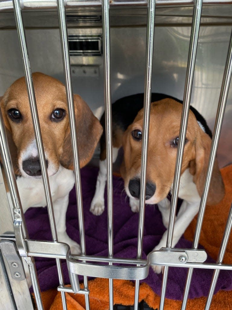 The New Hampshire SPCA is looking for forever homes for seven beagles recently removed from a mass-breading facility in Virginia.