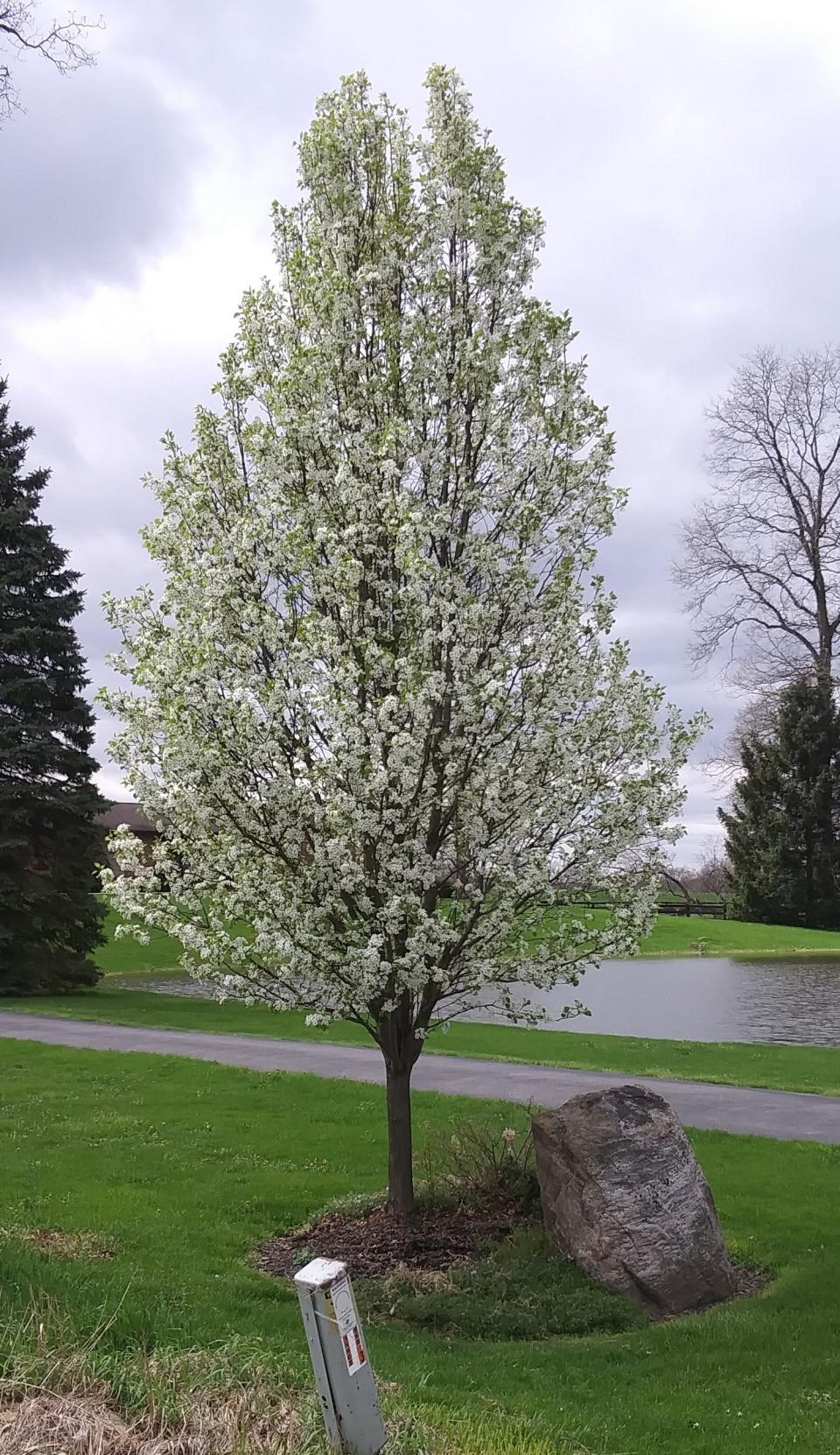 A Callery pear tree, once considered a good landscaping tree, can no longer be sold in Ohio.