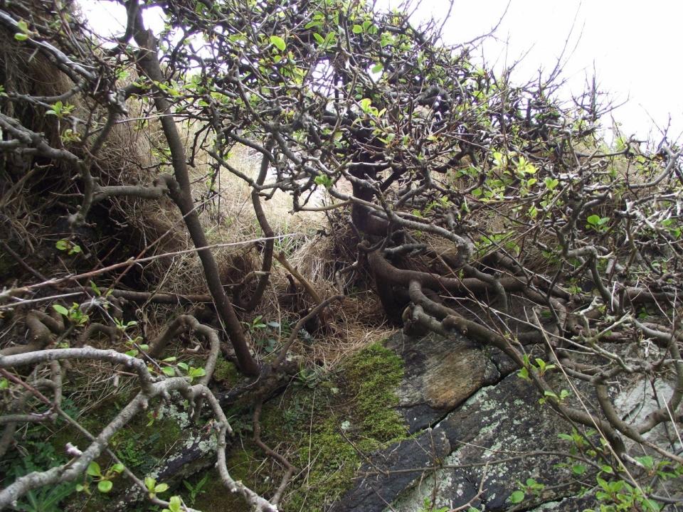 The tree is less than eight feet tall, and is believed to have regenerated many of its main branches, making it difficult to age (Paul Smith)