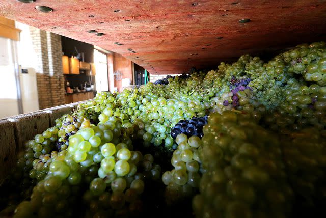 FRANCOIS NASCIMBENI / Contributor/Getty Images A wine press filled with grapes in the Champagne region