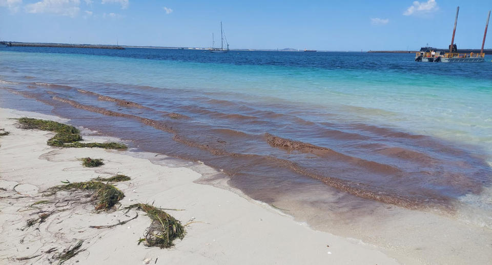 WA beach algae bloom. 