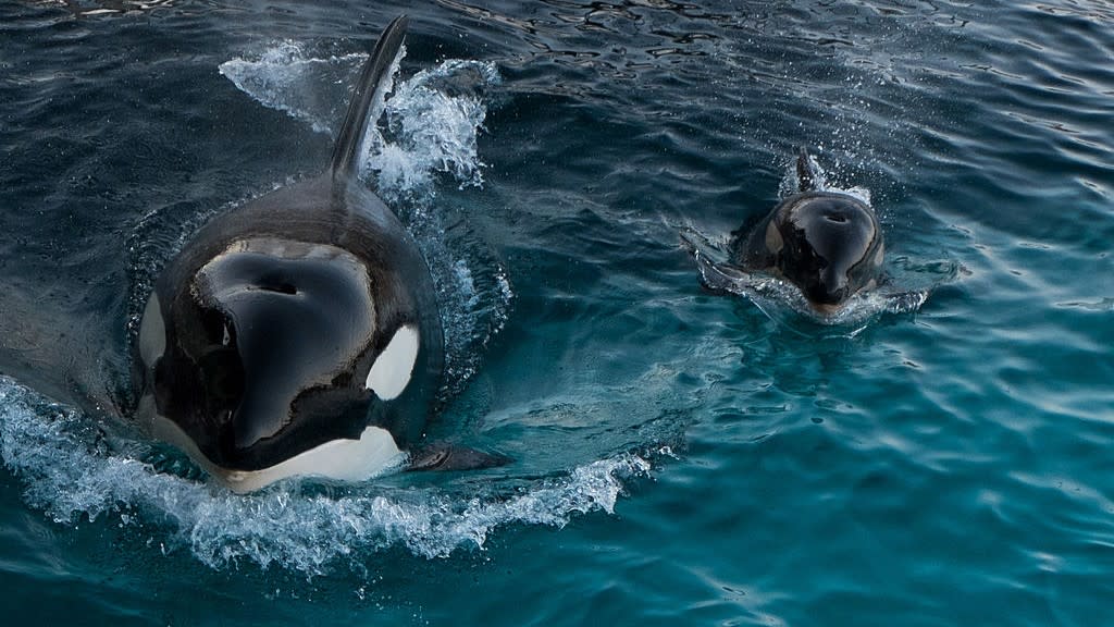  An orca mother swims and is closely followed by her calf. 