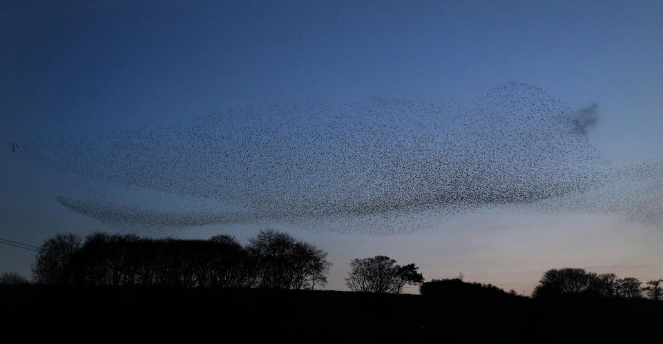 Starling murmuration