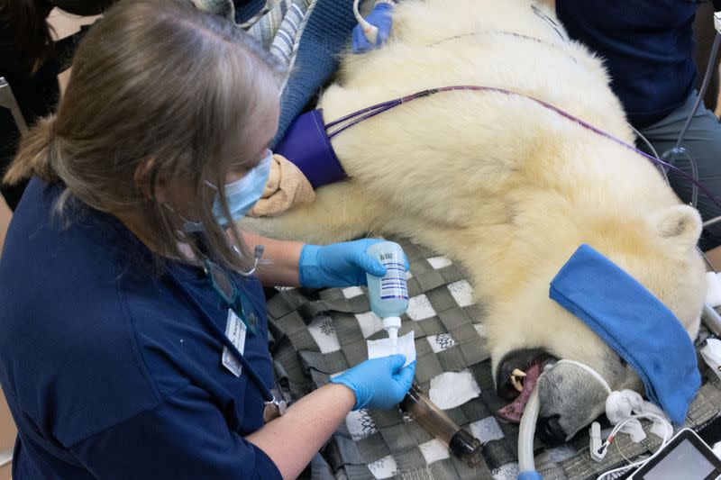 Discussion of climate change during polar bear medical checkup in Tacoma, Washington