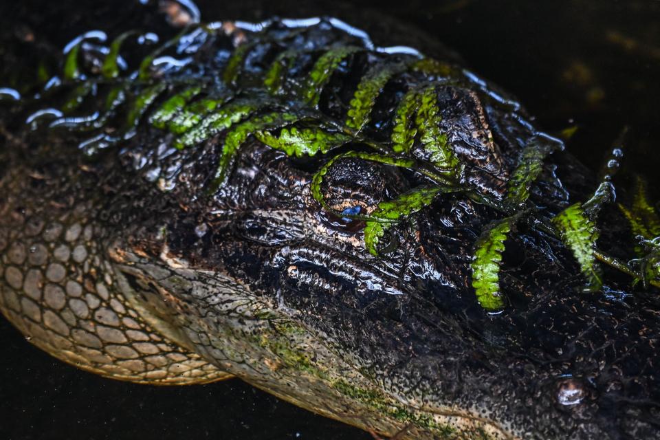 A alligator is seen hiding under a wood log in Everglades wetlands in Everglades National Park, Florida on September 30, 2021.