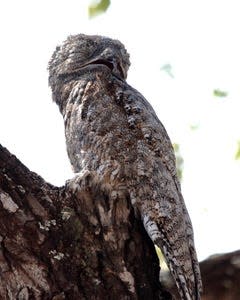 A Great Potoo is photographed during a recent safari to the Pantanal of Brazil.