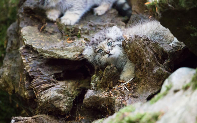 Small Cat Spotlight: Pallas's Cat