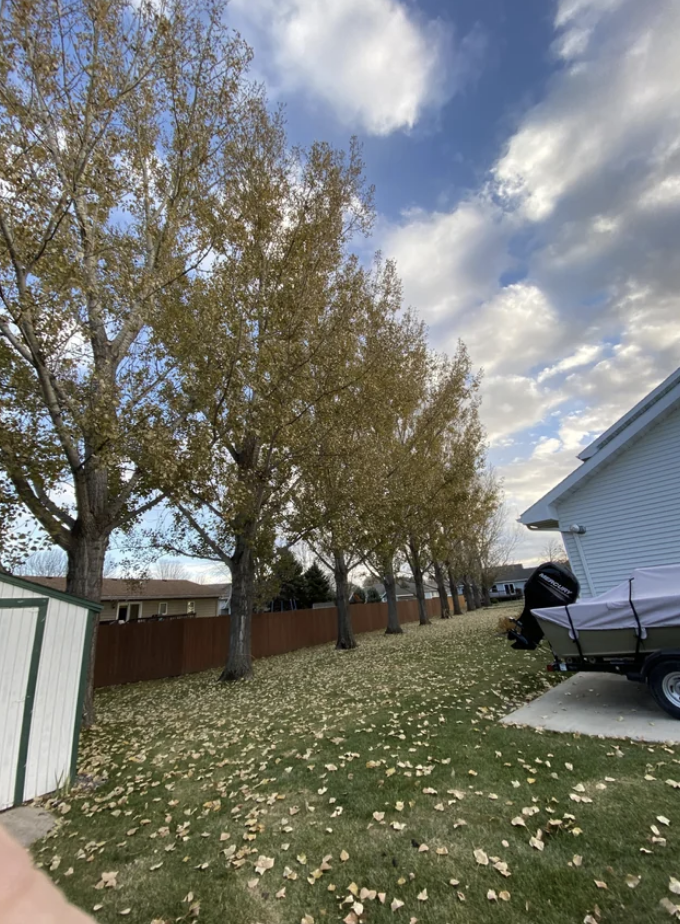 A picture of the yard in question, which has a row of nine poplar trees