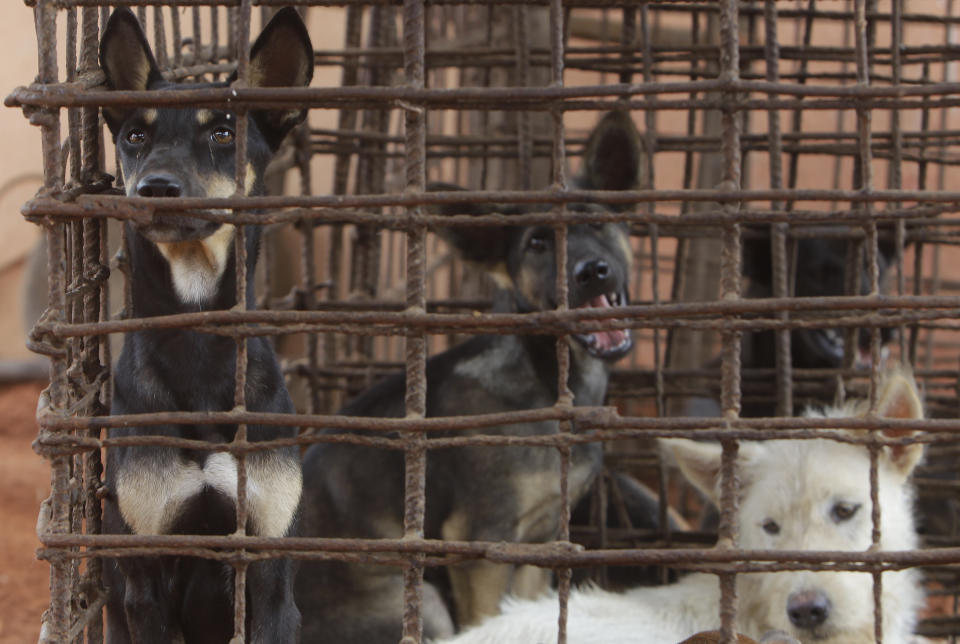 Dogs lay in a cage in a slaughterhouse as they wait for the FOUR PAWS International, rescue them at Chi Meakh village in Kampong Thom province north of Phnom Penh, Cambodia, Wednesday, Aug. 5, 2020. Animal rights activists in Cambodia have gained a small victory in their effort to end the trade in dog meat, convincing a canine slaughterhouse in one village to abandon the business. (AP Photo/Heng Sinith)