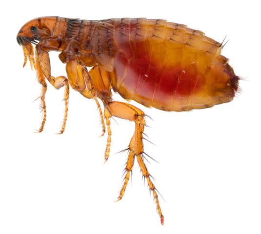 photo © Getty / Daniel Cooper Fleas that carry typhus can be found in the United States, the CDC says.