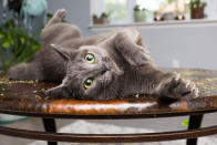 <p>Now a full-time feline photographer, Andrew Marttila, 32, from Washington, D.C., spent the past few months compiling photos for a book, “Cats on Catnip.” (Photo: Andrew Marttila/Caters News) </p>