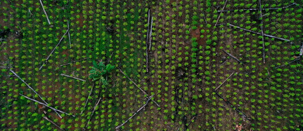 En Amazonie colombienne, un champ de coca a remplacé une forêt.  
