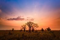 <p>Boab trees build a desert tree line at dusk near Gibb River Road in Western Australia.<br></p>