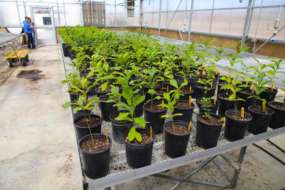 A variety of oak, pinon and desert willow tree seedlings will be up for grabs Friday, April 26 when the annual Arbor Day Tree Giveaway takes place on the San Juan College campus in Farmington.