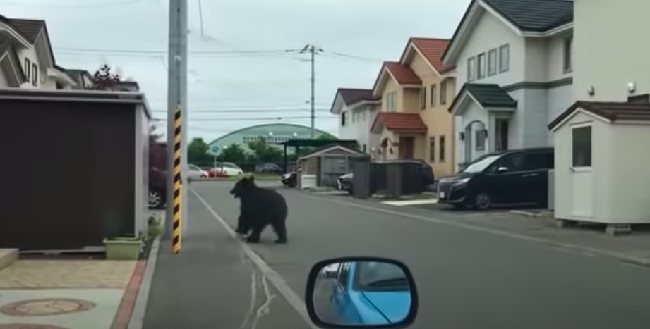 Varios vuelos y escuelas fueron cerrados en la ciudad japonesa de Sapporo después de que se encontrara a un oso galopando por las calles. El animal también ingresó a una base militar donde hirió al menos a cuatro personas. Más tarde fue asesinado a tiros. Captura de pantalla. (UHB News YouTube)