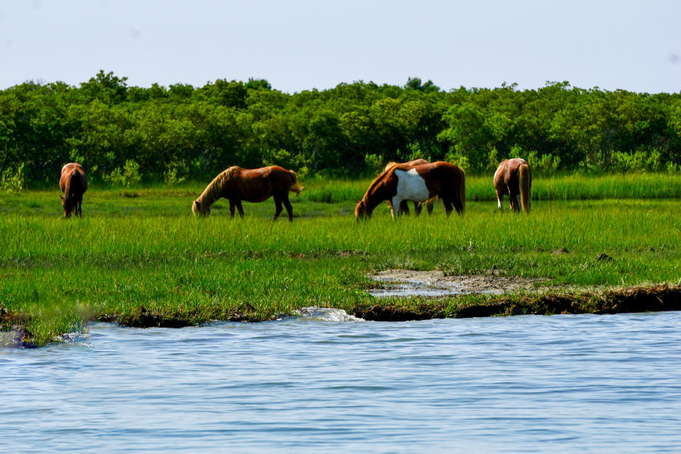 Assateague Island National Seashore