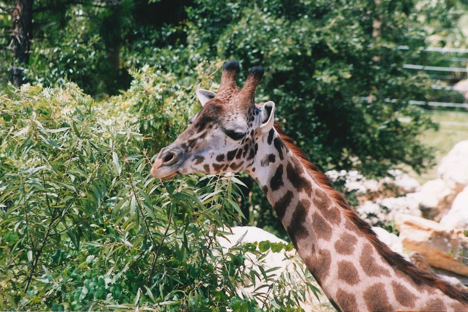 “Rafiki” was 25 years old, far exceeding the median lifespan of approximately 16 years for male giraffes in facilities accredited by the Association of Zoos and Aquariums.