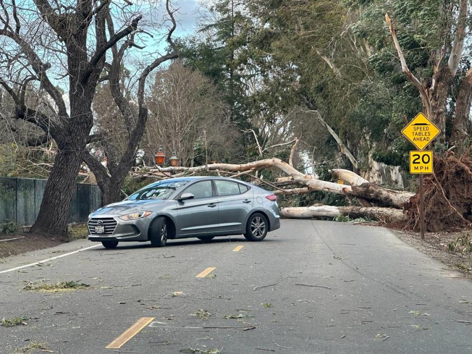 A tree downed by high winds blocks Morse Avenue at Marconi Avenue in Arden Arcade. Stormy weather caused thousands of power outages throughout the Sacramento region on Sunday, Febrary 4, 2024.