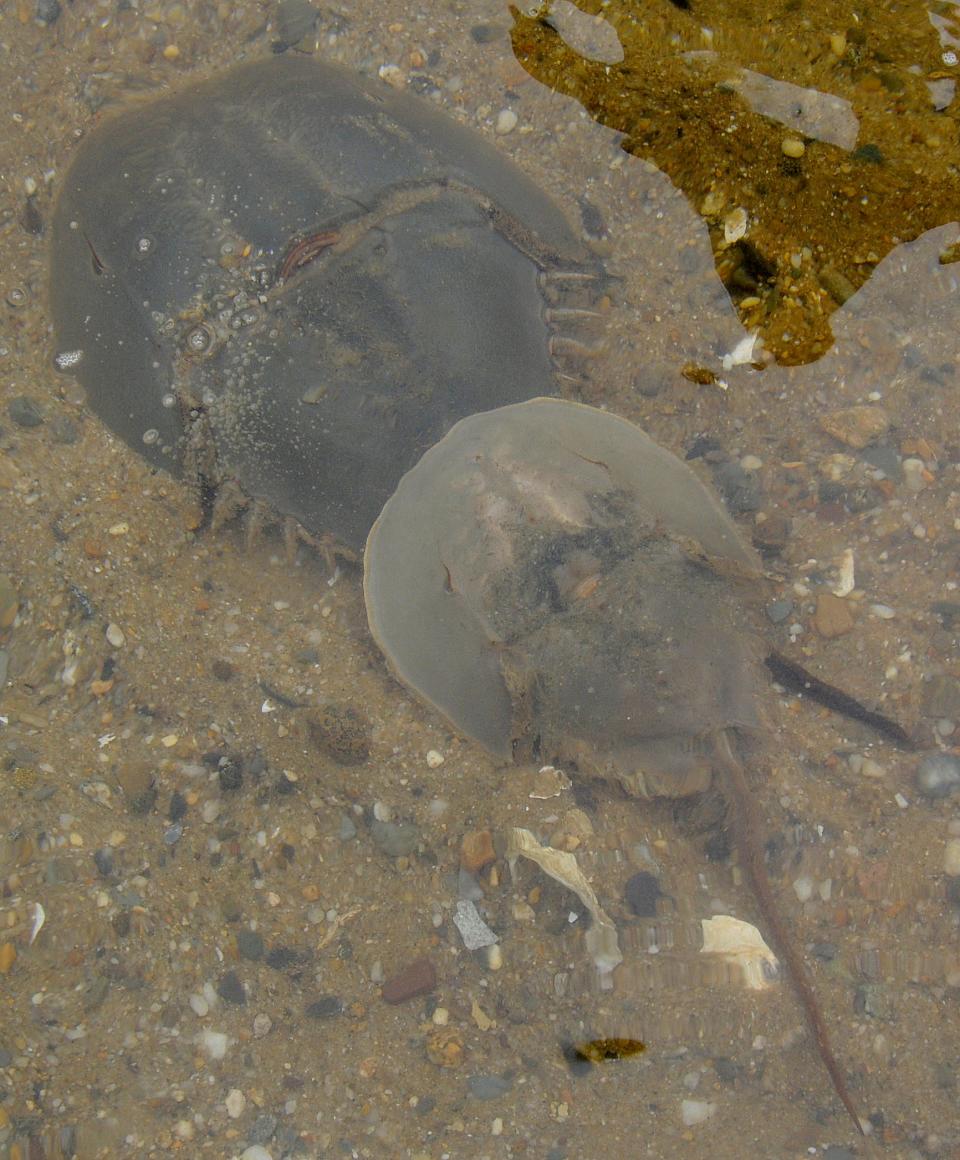 Horseshoe crabs spawn off Great Island in Wellfleet in 2013.