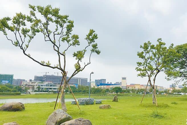 桃園市養護工程處2年前盤點公有空地和重大建設，建立樹木移植媒合平台，避免開發衝擊綠資源，像是楊梅仁美重劃區就有144株喬木移植到龍潭體育園區與橫山書法公園。（蔡依珍攝）