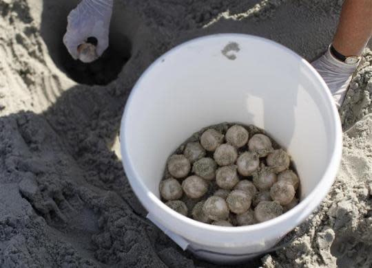 Protecting turtle hatchlings