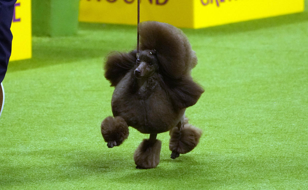 Meet Sage, the winner of the 2024 Westminster Dog Show