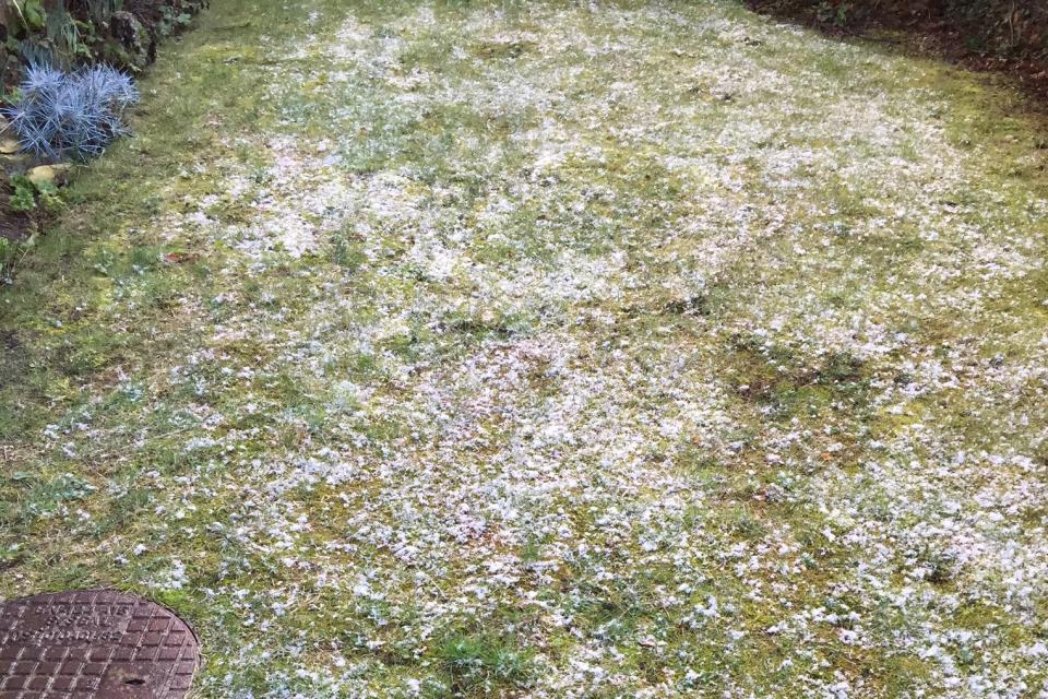 Flakes settled in Reading before the ground thawed (Nick Jones)