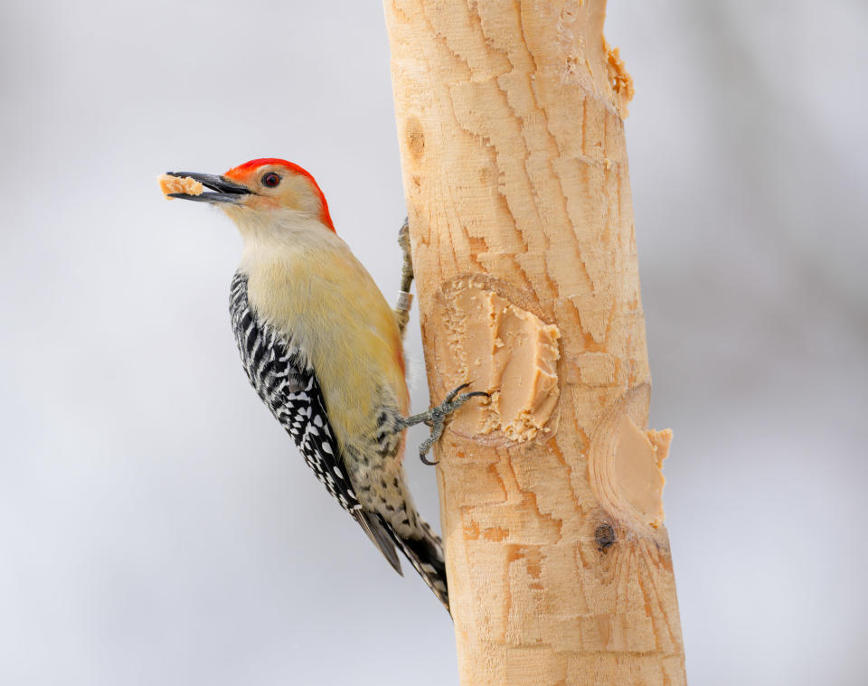 A red-bellied woodpecker