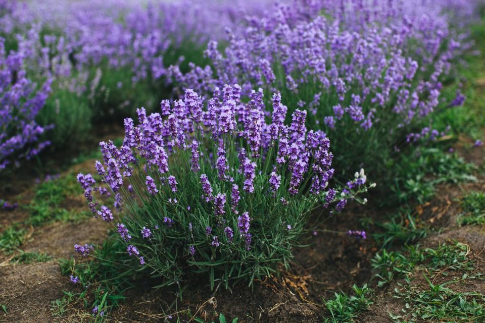 lavender bushes on the field