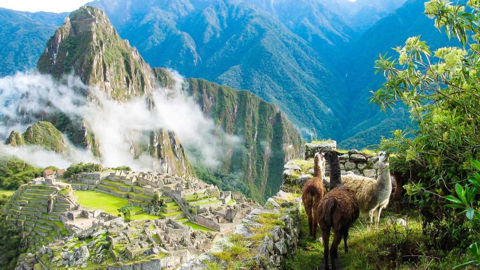 Llamas watch the morning mist rise over the ancient Inca fortress and sloping stone terraces of Machu Picchu