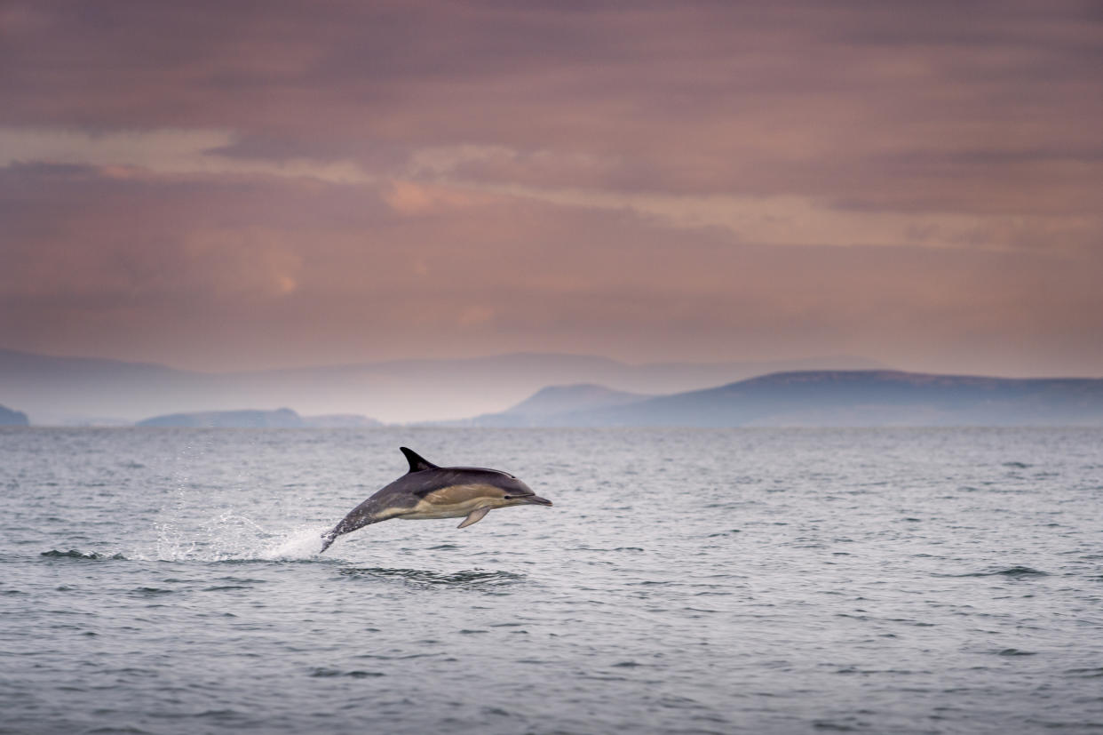 A dolphin in waters off Dingle, Co Kerry, Ireland. (Getty)