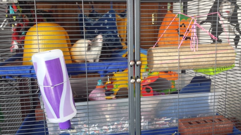 Rat pack: Rat Haven helps to shelter unwanted rodents