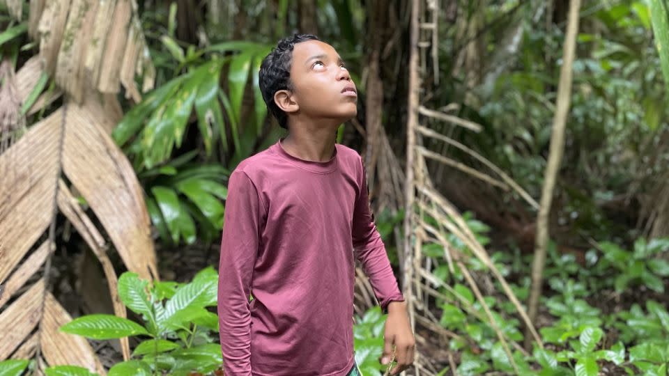 Dozens of times a day, Lucas Oliveira climbs trees to bring down heavy bunches of açaí. - Julia Vargas Jones