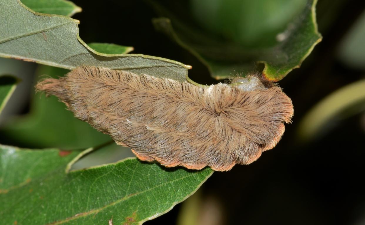 A 5-year-old Texan was sent to hospital after being stung by a (pictured) Southern Flannel Moth Caterpillar<em> (Photo via Pixabay)</em>