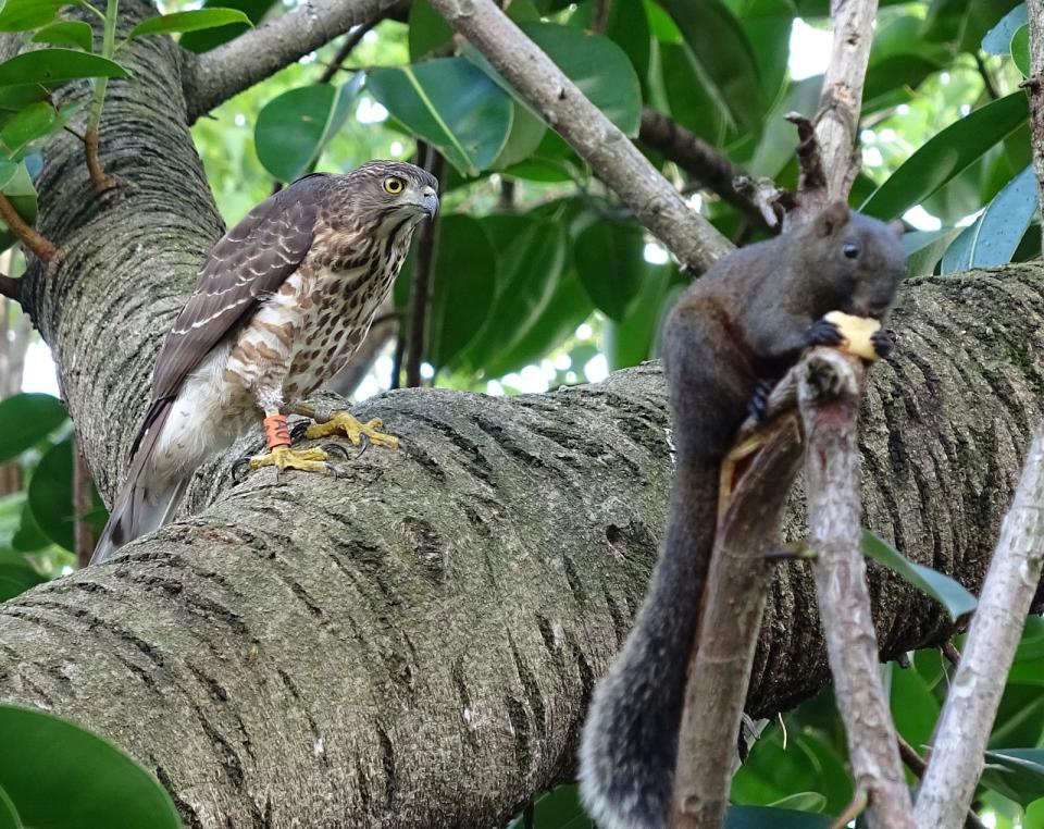 大安森林公園裡的鳳頭蒼鷹（左）正準備獵食松鼠（右）。（攝影／蕭啟仁）