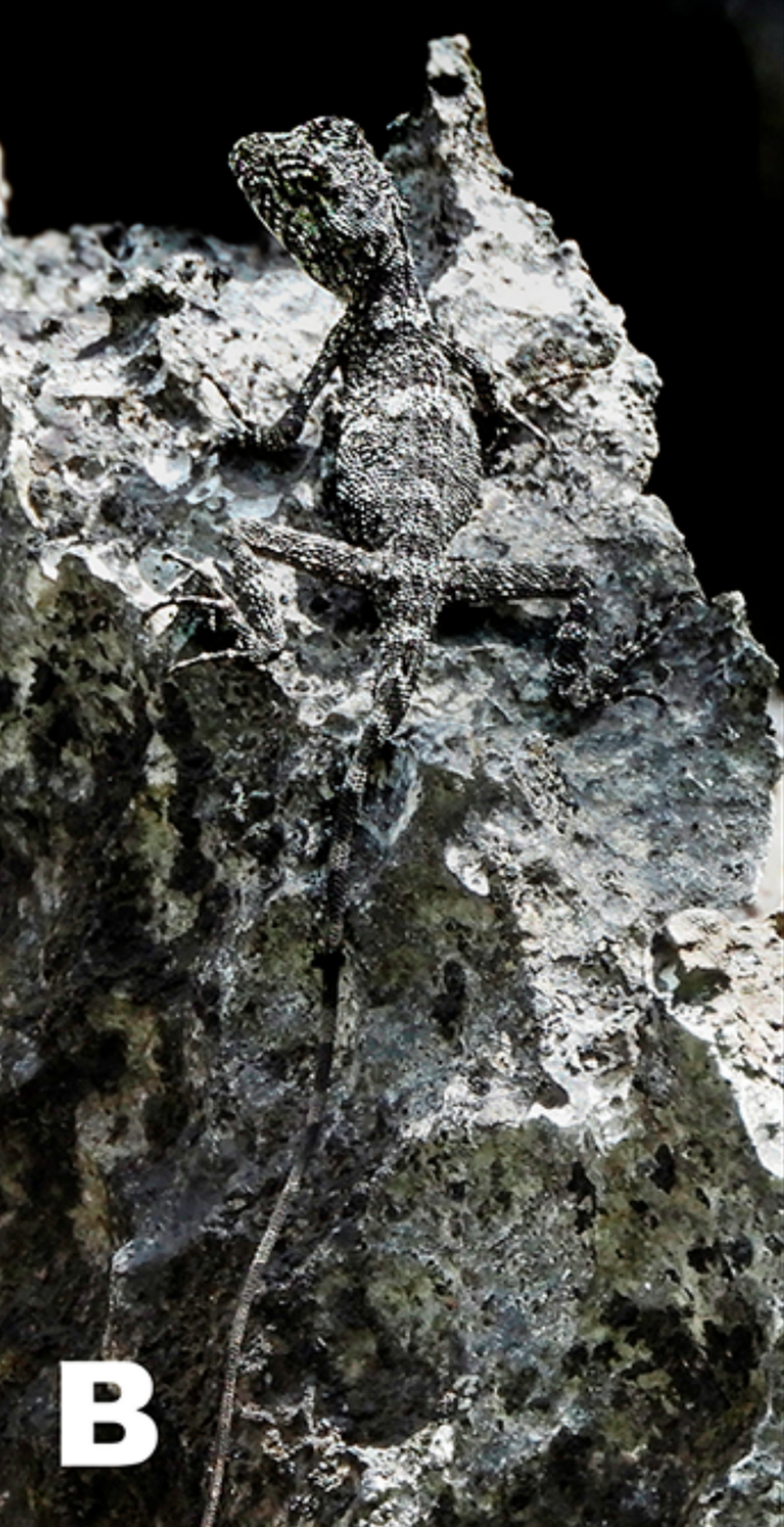 A Laodracon carsticola, or Khammouan karst dragon, perched on a rock.