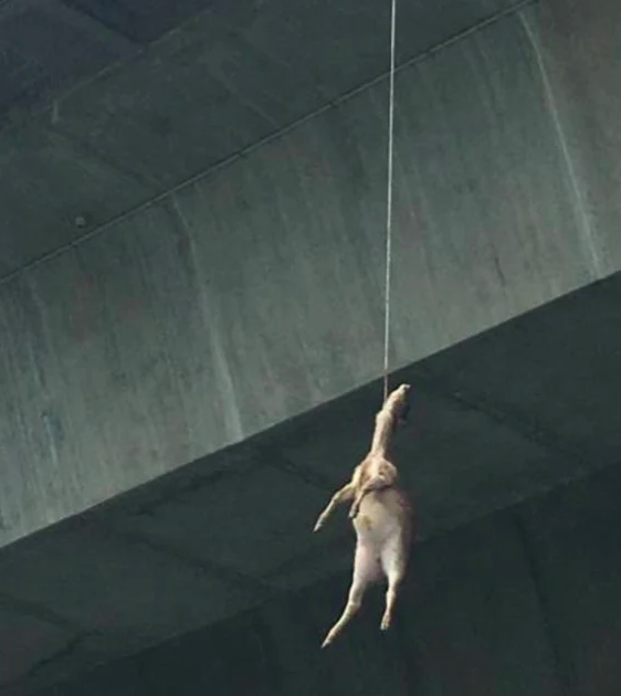 Boaties were horrified by the sight of a dead deer hanging from a Sydney bridge on Tuesday afternoon. Source: Supplied