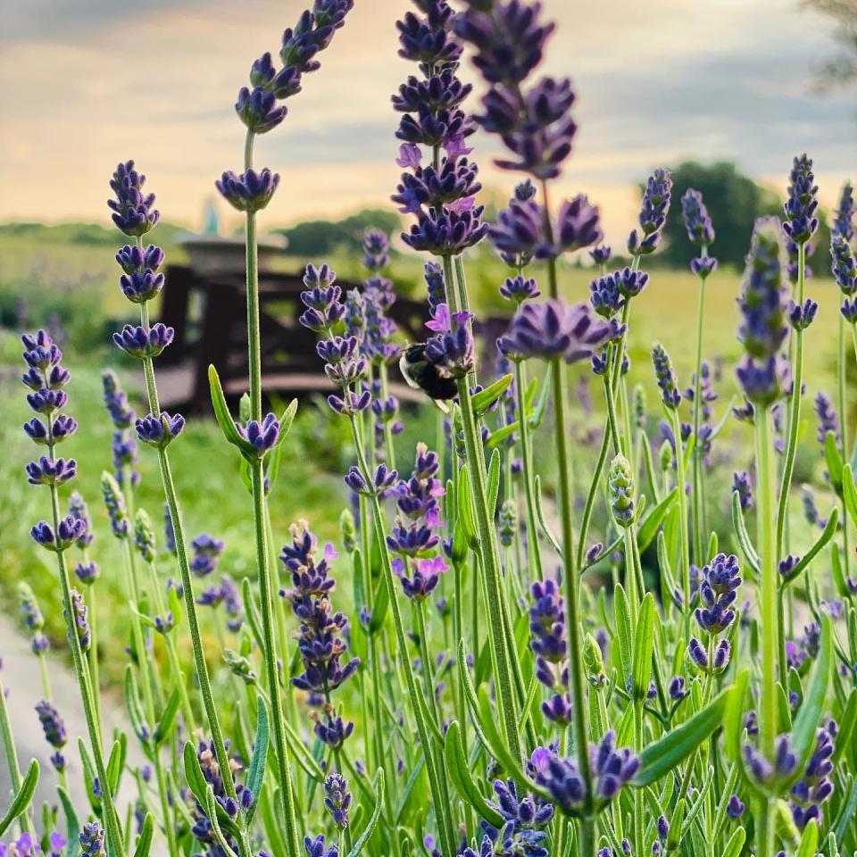 Jessica and Jason Mortvedt's Iowa Lavender farm blooms with nearly 300 lavender plants. The farm is a stop on the 2022 Ames Altrusa Garden Tour.