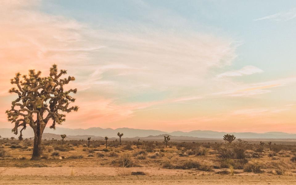 Joshua Tree National Park - Denise Taylor