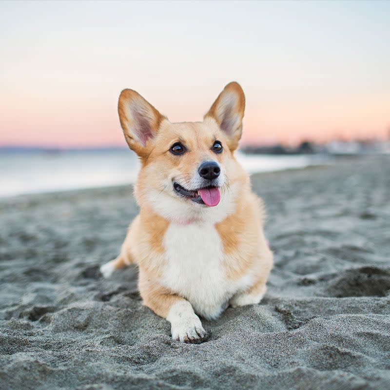 16) Pembroke Welsh Corgi