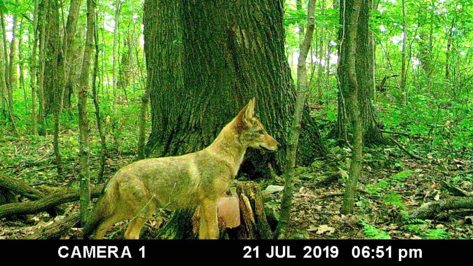 Coyotes are curious animals that have an ability to adapt to their environment.