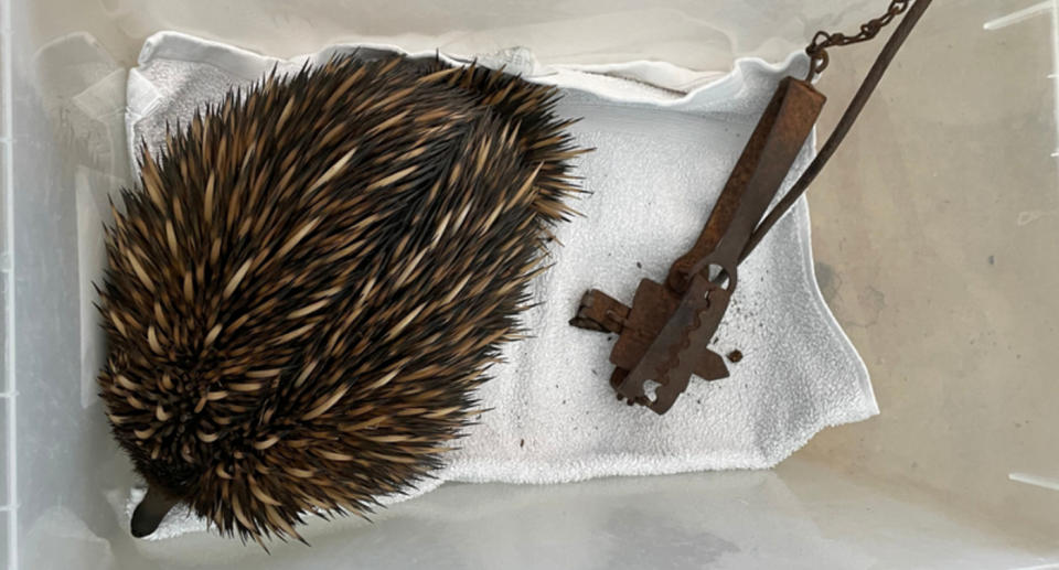 A photo of an echidna which had one if its front legs caught in a steel-jaw trap in October, 2022 in SA.