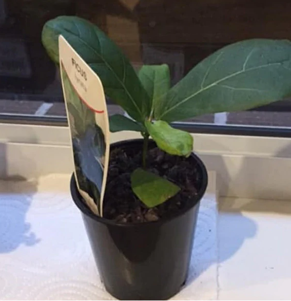 bunnings australia fiddle leaf fig